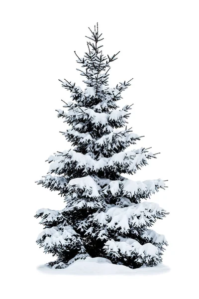 Albero di Natale invernale coperto di neve su bianco — Foto Stock