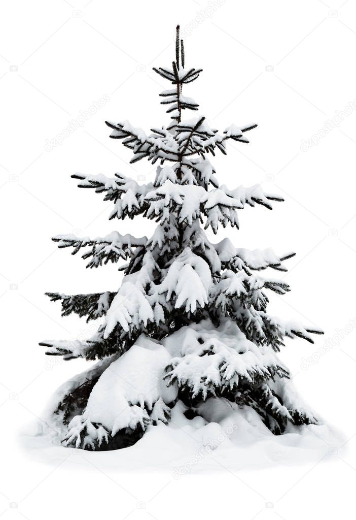 Winter Christmas tree covered with snow on white — Stock Photo © t.r.o.t.z 132284998