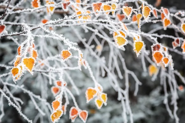 Feuilles de bouleau jaune dans le gel comme fond — Photo