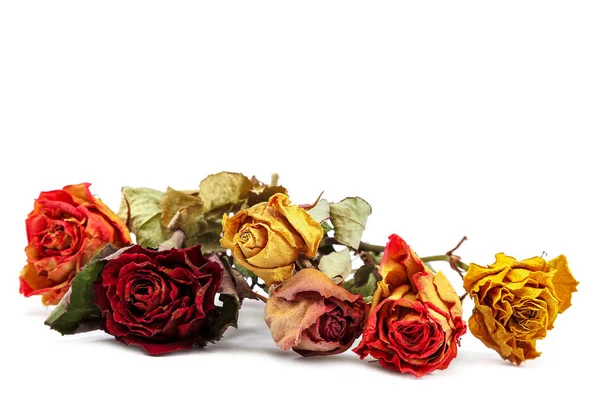Kuru çiçek gül beyaz arka plan üzerinde izole
