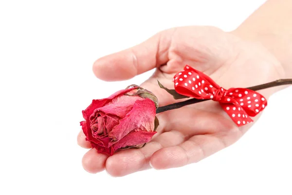 Torra blommor rose i en kvinnlig hand. — Stockfoto