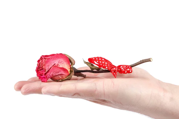 Flores secas rosa en una mano masculina . — Foto de Stock