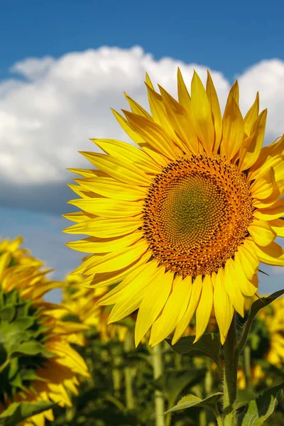 Bloemen van een zonnebloem veld met een blauwe lucht — Stockfoto