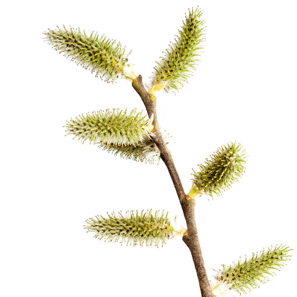 Willow branch met bloeiende toppen op witte achtergrond. — Stockfoto