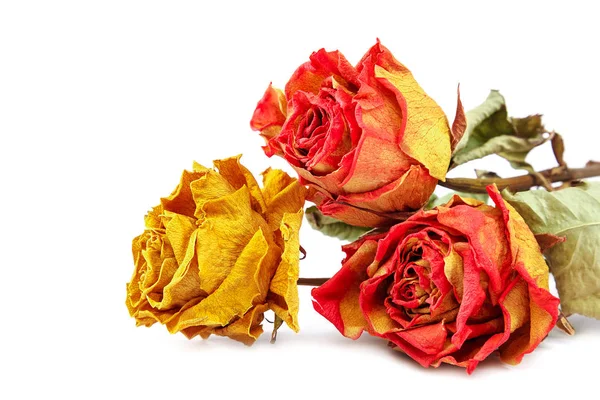 Suché květy růže izolovaných na bílém pozadí — Stock fotografie