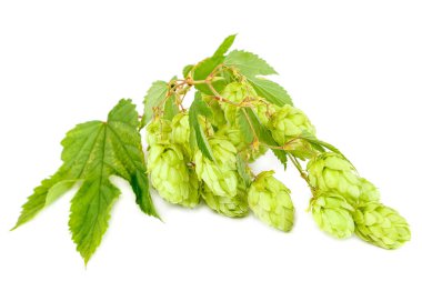 Yaprakları ile dal taze atlama.