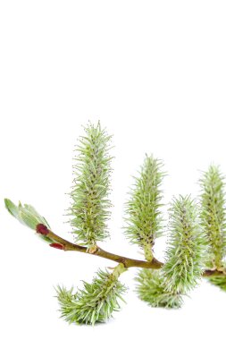 Beyaz bir çiçek açması söğüt şube