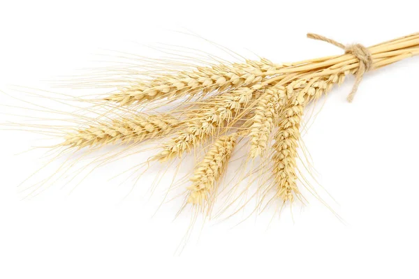 Weizenährengarbe auf weißem Hintergrund. — Stockfoto