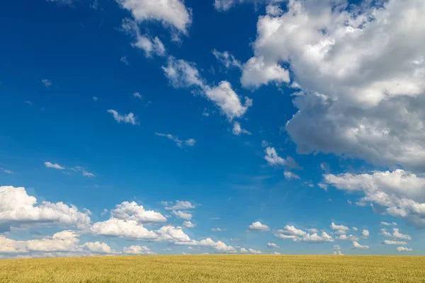 Espigas de trigo en el campo en un día soleado . — Foto de Stock