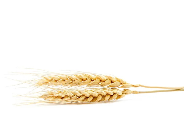 Wheat ears isolated on a white background — Stock Photo, Image