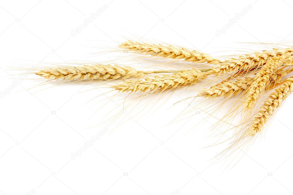 Wheat ears isolated on a white background