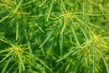 Arkaplan olarak yeşil ot keneviri