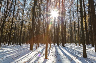 Güneşli bir günde, kar altında yeşil orman