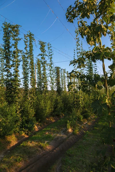 Hops in a green summer field — Stock Photo, Image