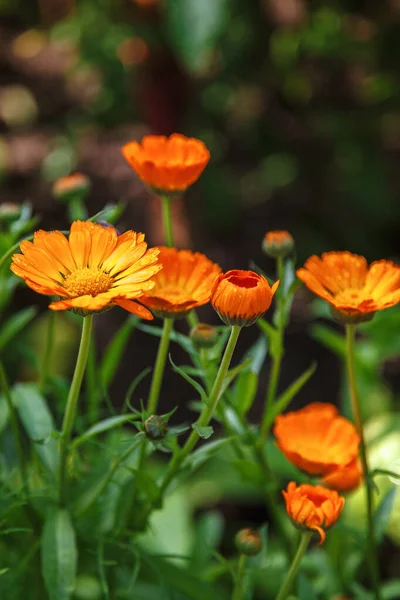 果园背景上的新鲜菊花 — 图库照片