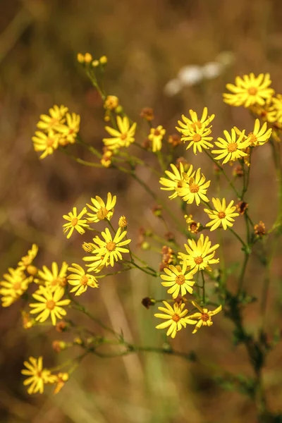Gele bloemen in een groen zomerveld — Stockfoto