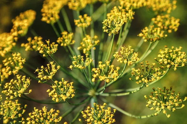 Blommande dill på en grön bakgrund — Stockfoto