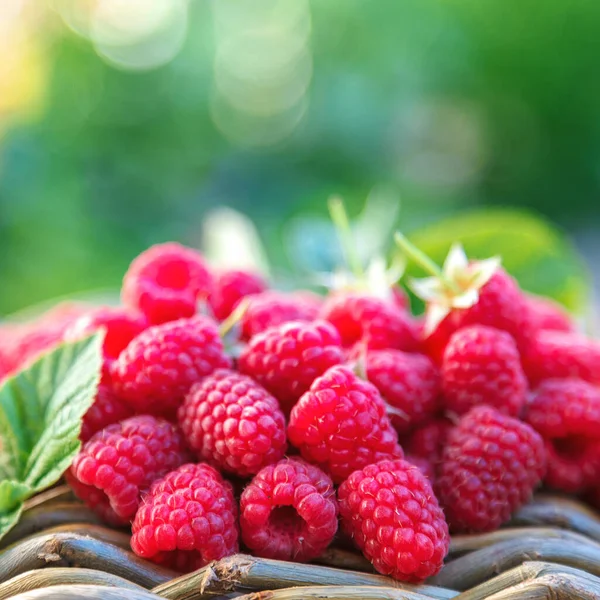 Raspberry in the garden on a sunny day — Stock Photo, Image