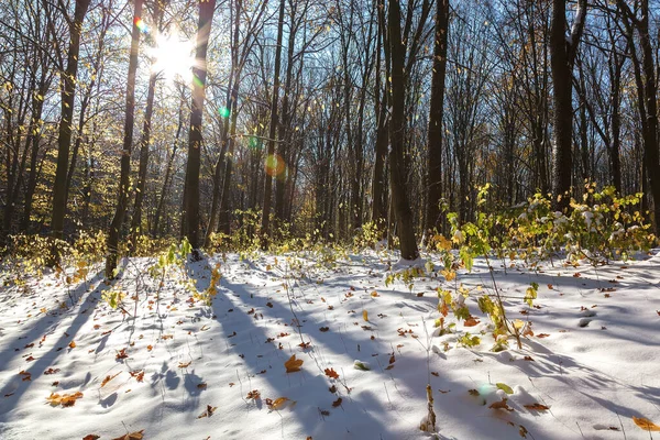 Floresta verde sob neve em um dia ensolarado — Fotografia de Stock