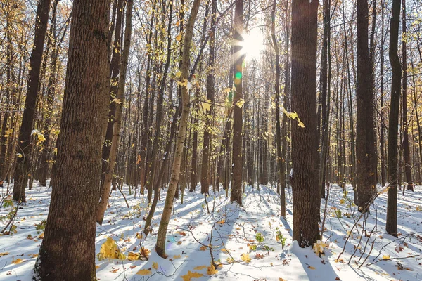 Bosque verde bajo la nieve en un día soleado —  Fotos de Stock