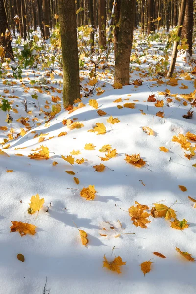 Bosco verde sotto la neve in una giornata di sole — Foto Stock