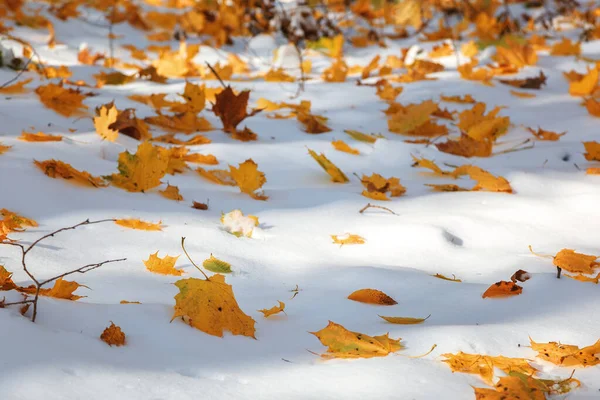 Forêt verte sous la neige par une journée ensoleillée — Photo