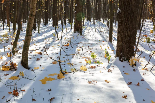 Bosque verde bajo la nieve en un día soleado —  Fotos de Stock