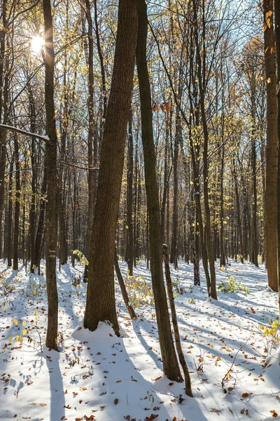 Bosque verde bajo la nieve en un día soleado —  Fotos de Stock