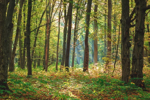 Φθινόπωρο πράσινο δάσος σε μια σαφή ηλιόλουστη μέρα — Φωτογραφία Αρχείου