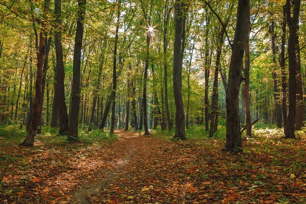 Herfst groen bos op een heldere zonnige dag — Stockfoto