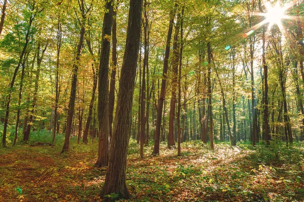 맑고 화창 한 날에 가을이 되는 푸른 숲 — 스톡 사진