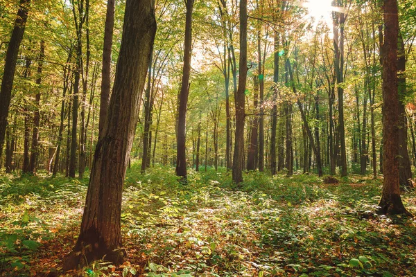 Bosque verde otoñal en un día claro y soleado — Foto de Stock