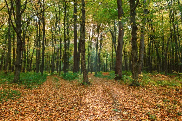 Höstgrön skog på en klar solig dag — Stockfoto