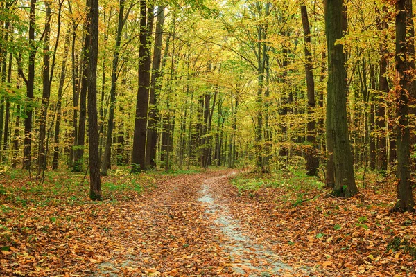 Bosque verde otoñal en un día claro y soleado — Foto de Stock