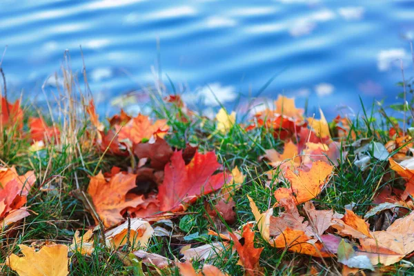 Eau, herbe, feuilles d'automne par temps clair et ensoleillé — Photo