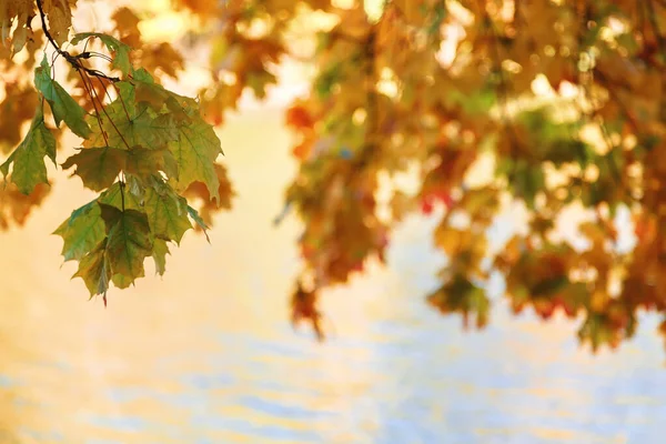 水，草，秋天的叶子在晴朗的晴天 — 图库照片