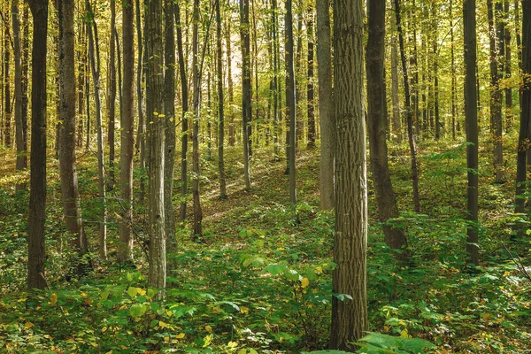 Bosque verde otoñal en un día claro y soleado — Foto de Stock