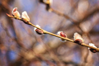 Mavi gökyüzüne uzanan söğüt dalları.