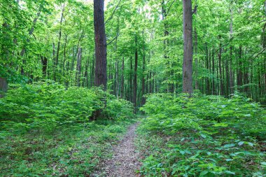 Güneşli bir günde yeşil yaprak döken orman yağmur damlaları.