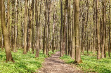 Güneşli bir günde yeşil yaprak döken orman yağmur damlaları.