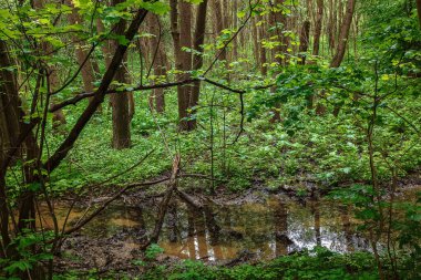 Yolları ve dereleri olan yeşil bahar yağmurlu ormanı.