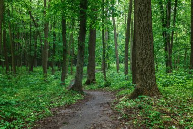 Yolları ve dereleri olan yeşil bahar yağmurlu ormanı.