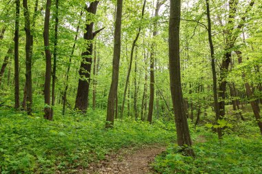 Güneşli bir günde yeşil yaprak döken orman yağmur damlaları.