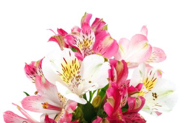 Beyaz arka planda izole edilmiş taze zambak çiçekleri..