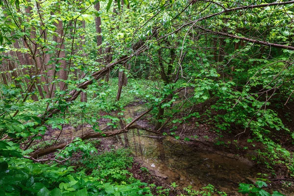 Forêt Humide Printanière Verte Avec Sentiers Ruisseaux — Photo