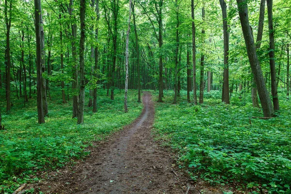 Зеленый Весенний Влажный Лес Дорожками Ручьями — стоковое фото