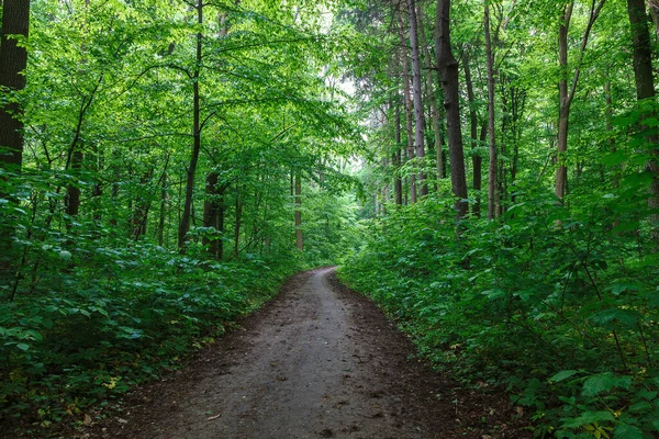 Bosque Húmedo Primavera Verde Con Senderos Arroyos — Foto de Stock