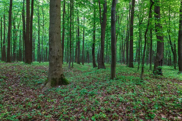 Zielona Wiosna Mokry Las Ścieżkami Strumieniami — Zdjęcie stockowe