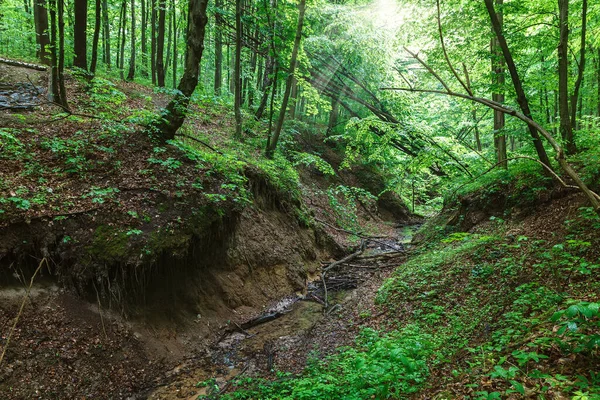 Bosque Húmedo Primavera Verde Con Senderos Arroyos — Foto de Stock