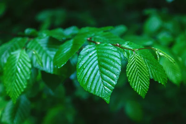 Зеленый Весенний Влажный Лес Дорожками Ручьями — стоковое фото